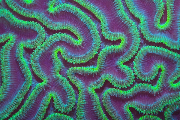 Grooved brain coral (Diploria labyrinthiformis) at night with polyps extended to feed