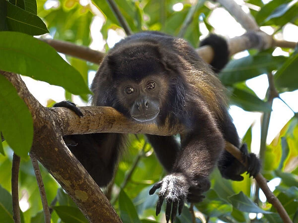 Howler monkey (Alouatta caraya) resting, Costa Rica