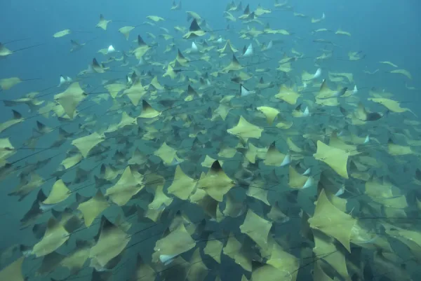 A huge school of Pacific cownose  /  Golden cownose rays (Rhinoptera steindachneri), Baja California, Sea of Cortez, Mexico