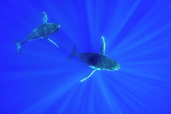 Humpback whale (Megaptera novaeangliae) pair swimming, Tubuai, French Polynesia, Pacific Ocean