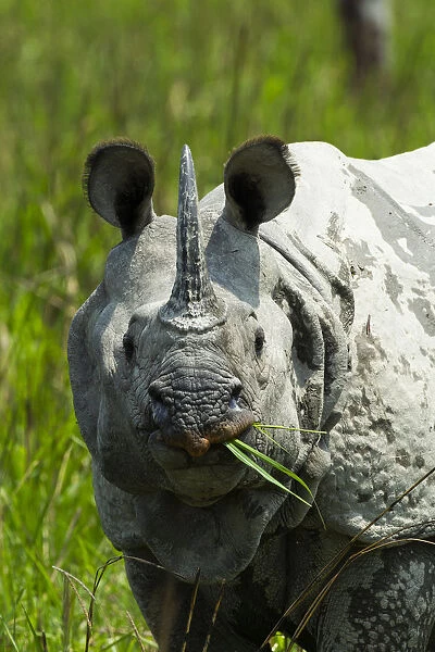 Indian rhinoceros (Rhinoceros unicornis) Kaziranga National Park, Assam, India