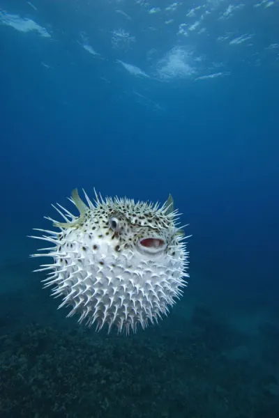 Inflated Spotted Porcupinefish Diodon Hystrix