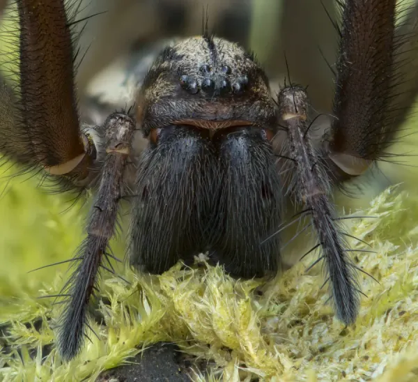 Giant House Spiders giant-house-spiders