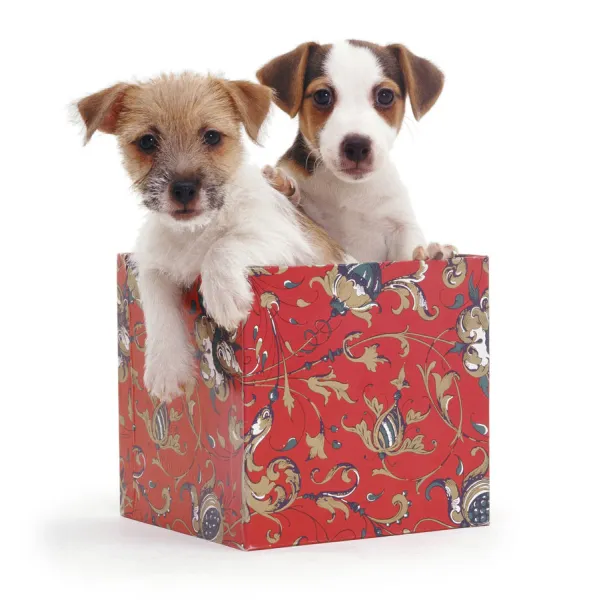 Jack-in-a-box - two Jack Russell Terrier puppies in box, one rough coated, one smooth coated