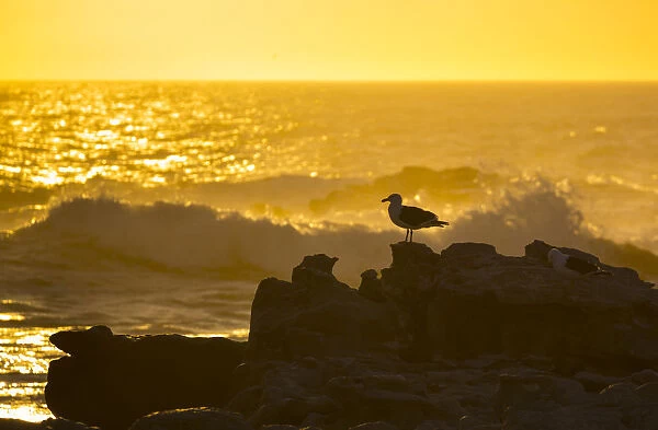 Kelp gull (Larus dominicanus) on rocky shore with crashing waves at sunset, Bird Island