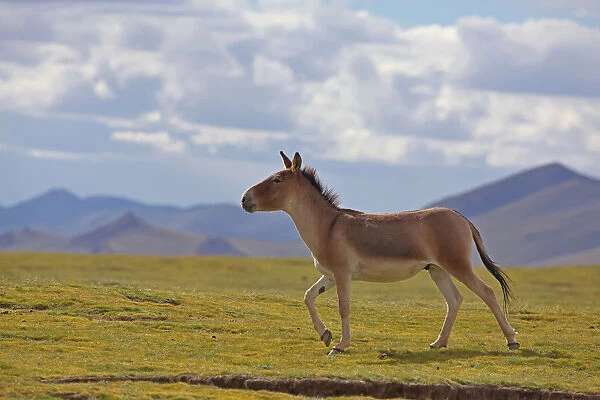 Kiang (Equus kiang) walking, Sanjiangyuan National Nature Reserve, Qinghai Hoh Xil