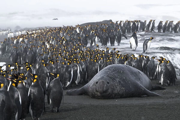 King penguins (Aptenodytes patagonicus) congregate on the beach