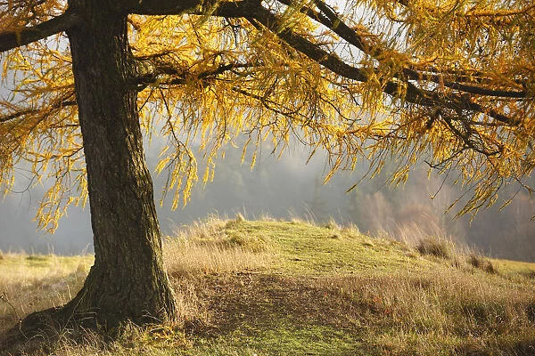 Larch tree, Rynartice, Ceske Svycarsko  /  Bohemian Switzerland National Park, Czech Republic