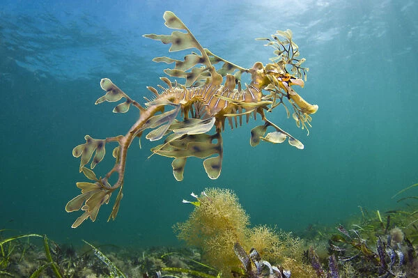 A Leafy Seadragon (Phycodurus eques), photographed from below. Wool Bay Jetty, Edithburgh