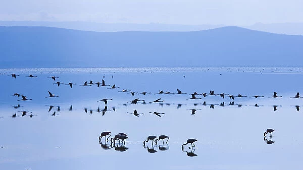 Lesser flamingo (Phoeniconaias minor) flock in lake in morning, Lake Nakuru NP, Rift Valley, Kenya