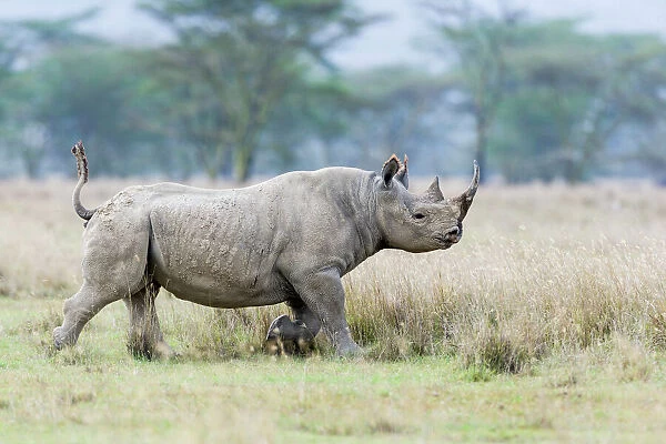 Male Black rhinoceros (Diceros bicornis) running, Nakuru National Park, Kenya