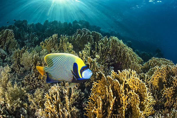 Male Emperor angelfish (Pomacanthus imperator) swimming over garden of Fire corals (Millepora sp.) in morning sunshine, Ras Mohammed National Park, Sinai, Egypt, Red Sea