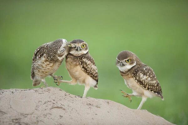 Two newly fledged burrowing owl chicks (Athene cunicularia) one being groomed by its mother (far left) Pantanal, Brazil. WINNER: Eric Hosking Award portfolio image 4 / 6 - Wildlife Photographer of the Year 2010