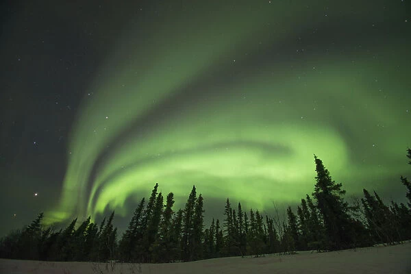 Northern lights (Aurora borealis) glowing brightly over trees along Steese Highway