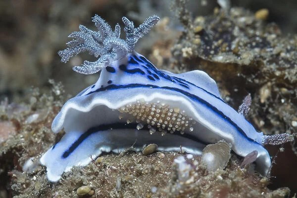 Nudibranch (Chromodoris willani) with a scale worm. Lembeh Strait, North Sulawesi, Indonesia