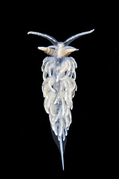 Nudibranch (Flabellina lineata) in aquarium, taken in the field in Gulen, Norway