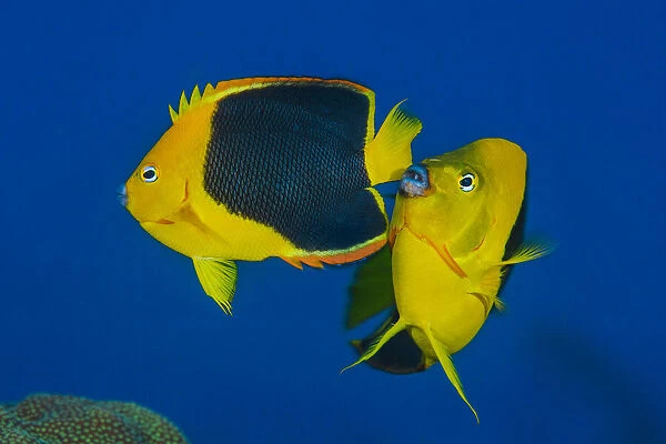 Pair of Rock beauty angelfish (Holacanthus tricolor) spawning at dusk