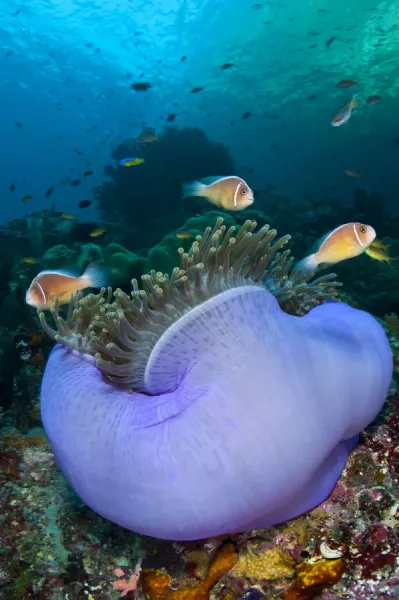 Pink Anemonefish Amphiprion Perideraion Print Cards