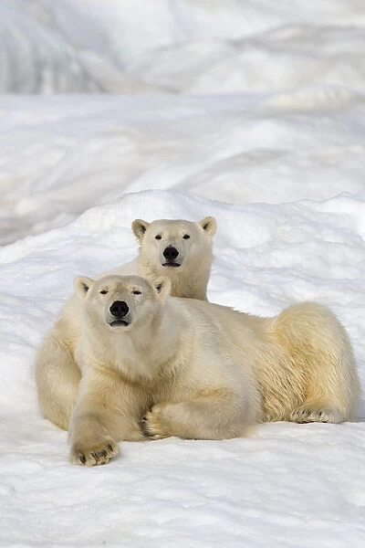Polar bear (Ursus maritimus) female with juvenile, age one year and a half, Wrangel Island