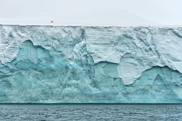 Polar bear (Ursus maritimus) walking on Champ Island glacier above the sea