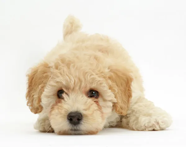 Poochon puppy, Bichon Frise cross Poodle, age 6 weeks