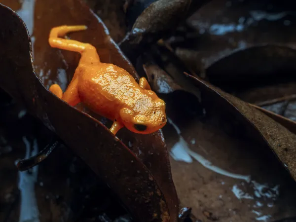 Pumpkin toadlet (Brachycephalus sp.) crawling through leaf litter