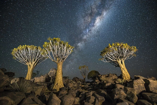 Quiver tree forest (Aloe dichotoma) at night with stars and the Milky Way, Keetmanshoop, Namibia