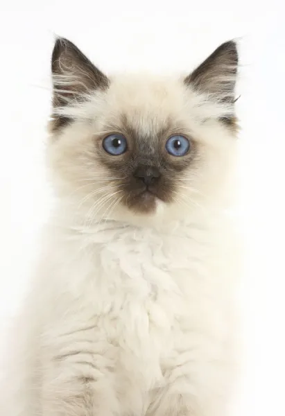 Ragdoll kitten, age 10 weeks