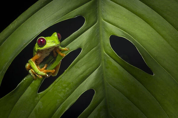 Red-eyed treefrog (Agalychnis calidryas) Costa Rica, April 2015