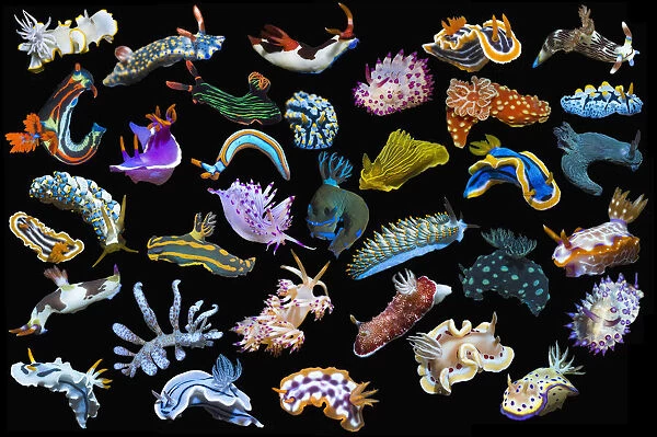 RF - Composite image of tropical nudibranchs on a black background showing variety and abundance of nudibranch species, Indo-Pacific (This image may be licensed either as rights managed or royalty free.)