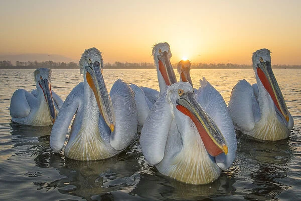 RF - Dalmatian pelicans (Pelecanus crispus) Lake Kerkini, Greece, March