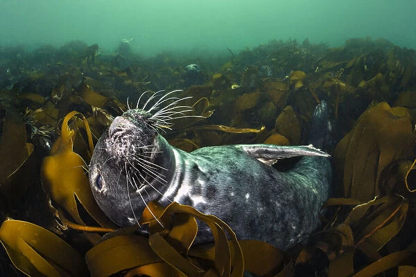 RF - Grey seal (Halichoerus grypus) relaxing in a bed of kelp (Laminaria digitata)