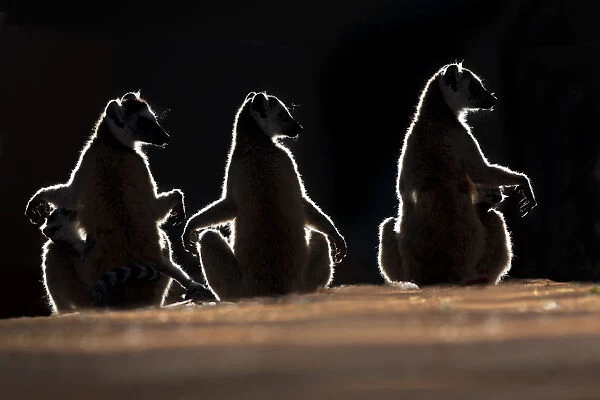 Three Ring-tailed Lemurs (Lemur catta) sun basking at dawn. Berenty Private Reserve