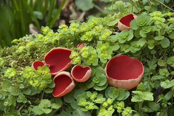 Scarlet elf cup fungus (Sarcoscypha coccinea) amongst Opposite-leaved golden-saxifrage