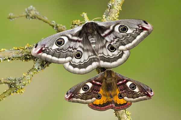 Small emperor moth (Saturnia pavonia) male (bottom) and female with wings open showing