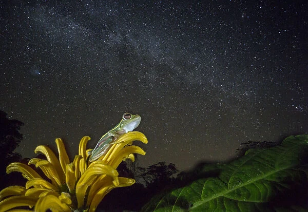 Small tree frog (Rhacophorus lateralis) at night under starry sky, Western Ghats