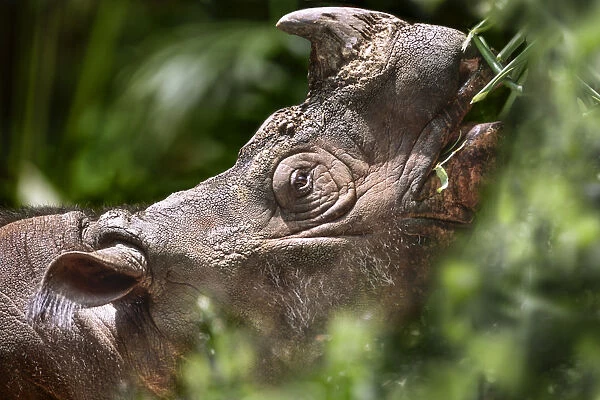 Sumatran (Asian) two-horned Rhinoceros (Dicerorhinus sumatrensis