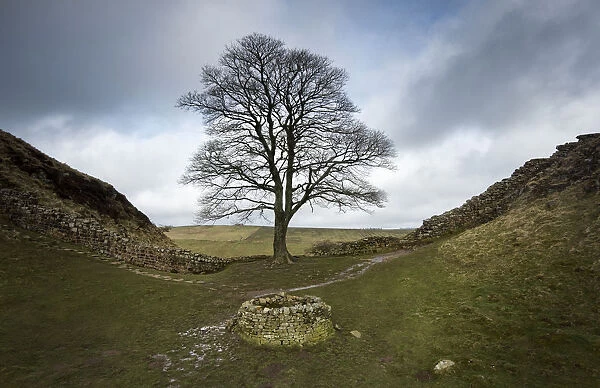 Sycamore (Acer pseudoplatanus) in Sycamore Gap, Hadrians Wall