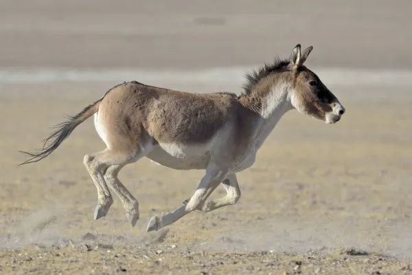 Tibetan Wild Ass  /  Kiang, (Equus kiang) running, ChangThang, Tso Kar lake, at altitude of 4600m