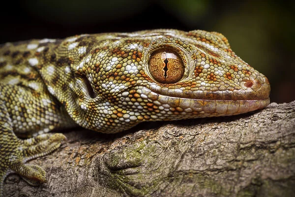 Tokay gecko (Gekko gecko) Shek Pik, Lantau Island, Hong Kong ...