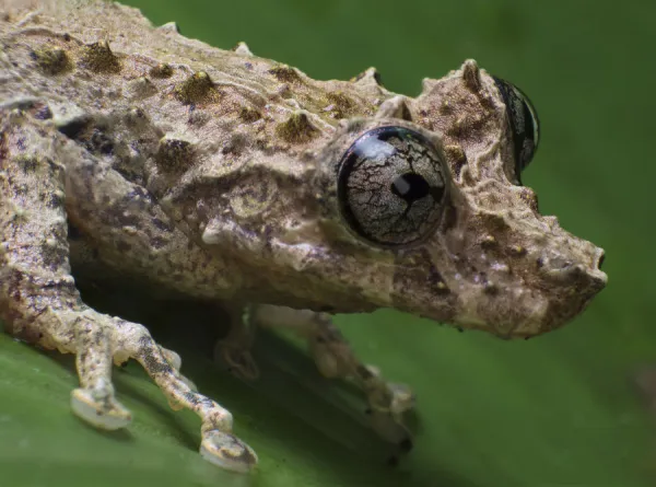 Tree frog (Scinax littoralis Tapirai, Sao Paulo, Brazil. South-east Atlantic forest