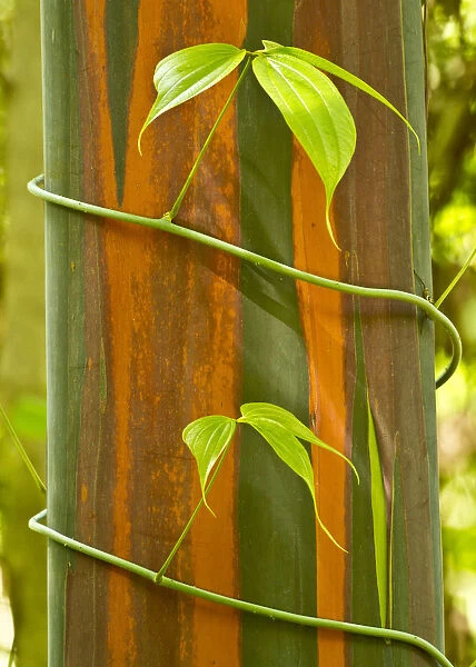 A vine growing on Eucalyptus bark, Tompotika Peninsula, Sulawesi, Indonesia