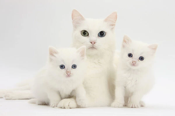 White kittens for sale