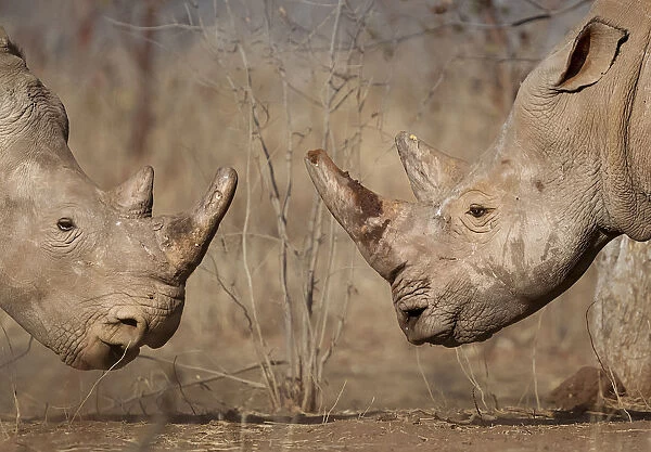 White rhinoceros (Ceratotherium simum) male and female, face to face, Mosi Oa Tunya National Park