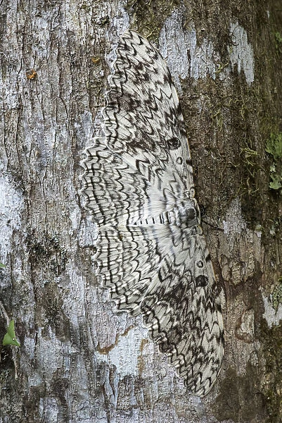 White witch moth (Thysania agrippina) camouflaged against bark of tree. Manu Biosphere Reserve