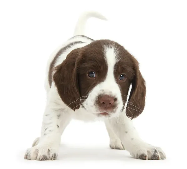 Working English Springer Spaniel Puppy Print, Weeks Art