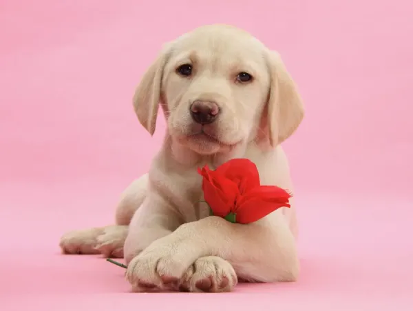 Yellow Labrador Retriever Bitch Puppy with Red Rose Art