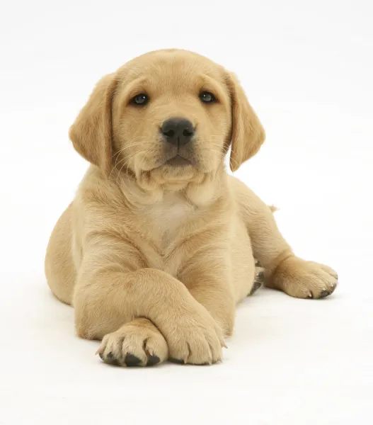 Labrador yellow sales puppy