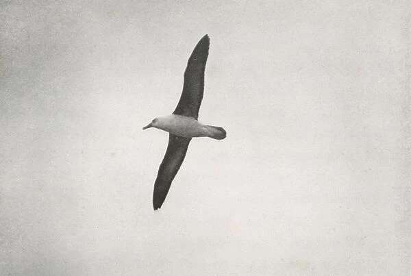 Albatross Soaring, c1910–1913, (1913). Artist: Herbert Ponting
