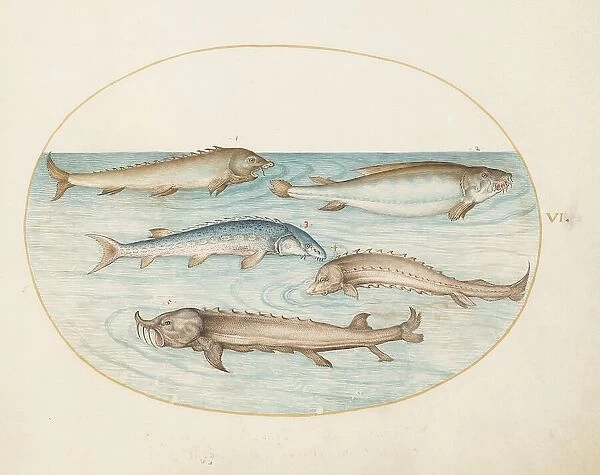 Animalia Aqvatilia et Cochiliata (Aqva): Plate VI, c. 1575 / 1580. Creator: Joris Hoefnagel